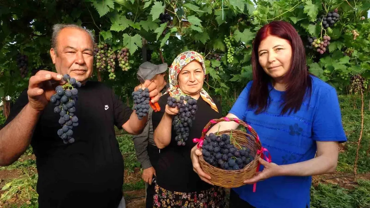Mersin’de Kara Üzüm Hasadı Başladı