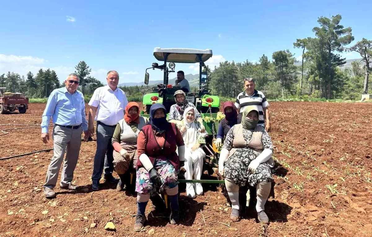 Milletvekili Sema Silkin Ün, Anneler Günü’nü Tütün Tarlasında Kutladı