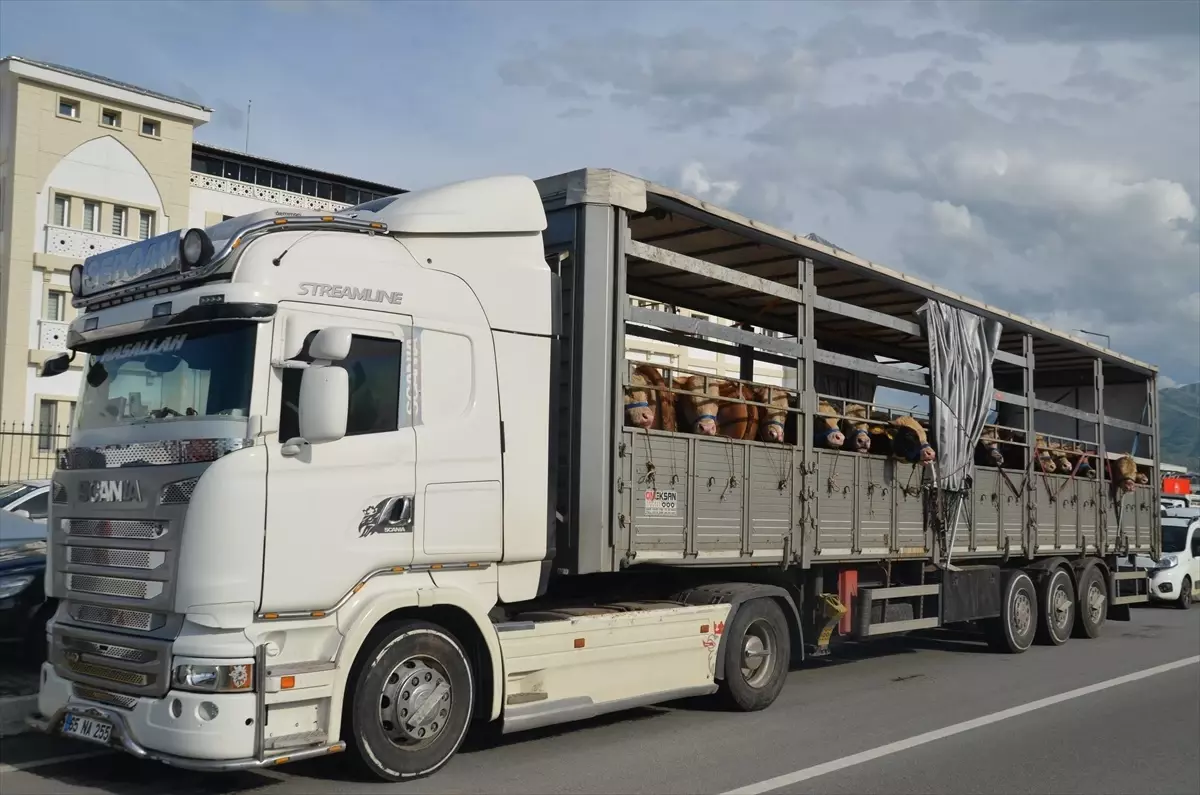 Muş’tan Kurbanlık Hayvan Sevkiyatı Başladı