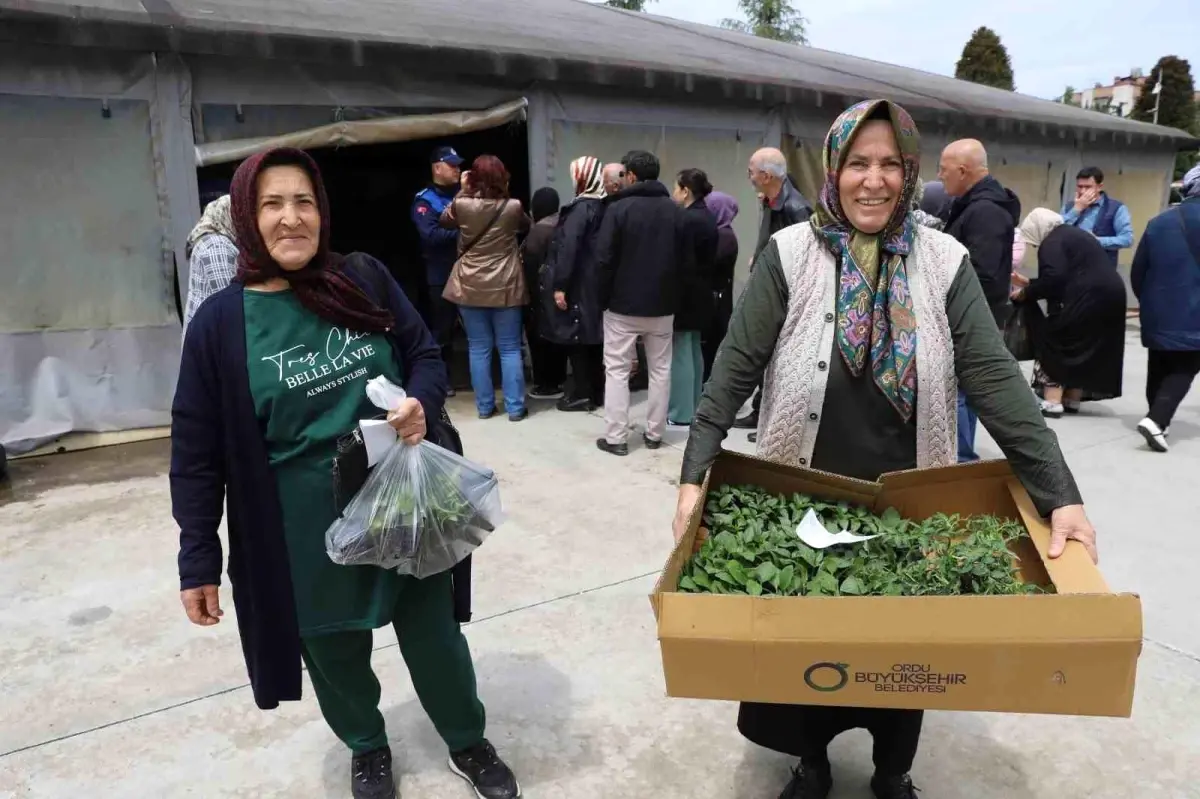 Ordu Belediyesi 380 Bin Fideyi Üreticilere Dağıtmaya Başladı