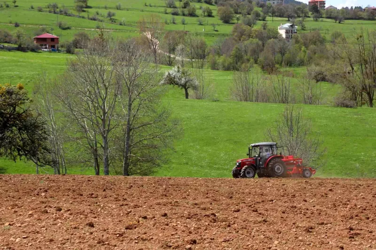 Ordu’da Atıl Topraklar Karabuğday ile Tarıma Kazandırılıyor