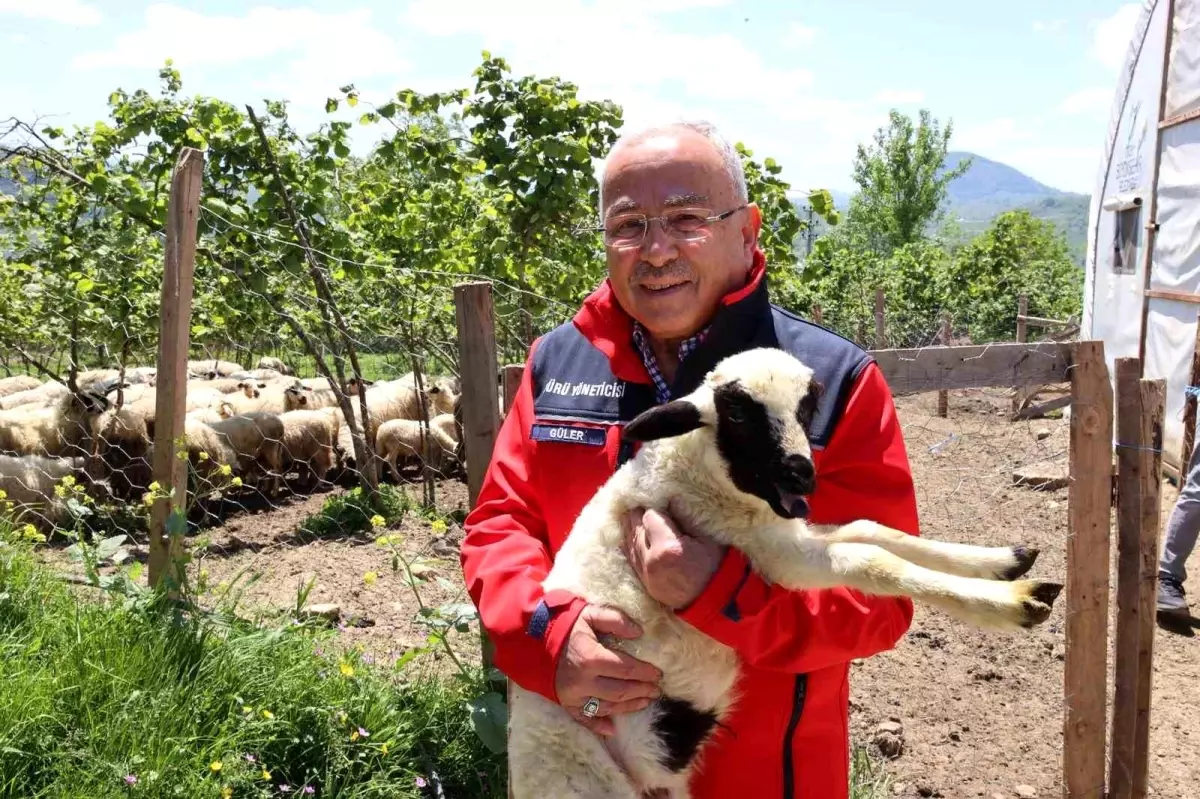 Ordu’da Küçükbaş Hayvancılığı Yaygınlaştırma Eforları