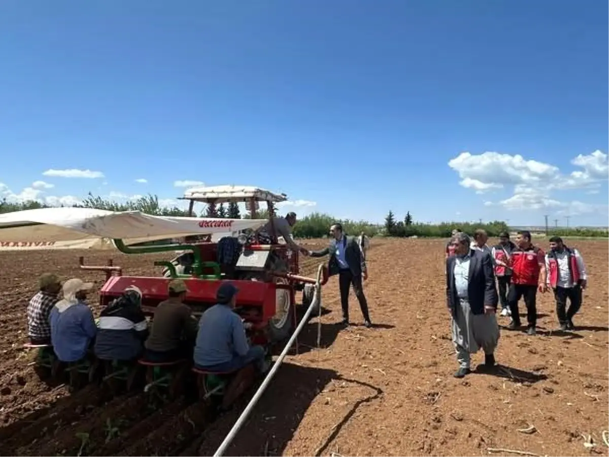 Samsat’ta Ege Tipi Tütün Ekimi Başladı