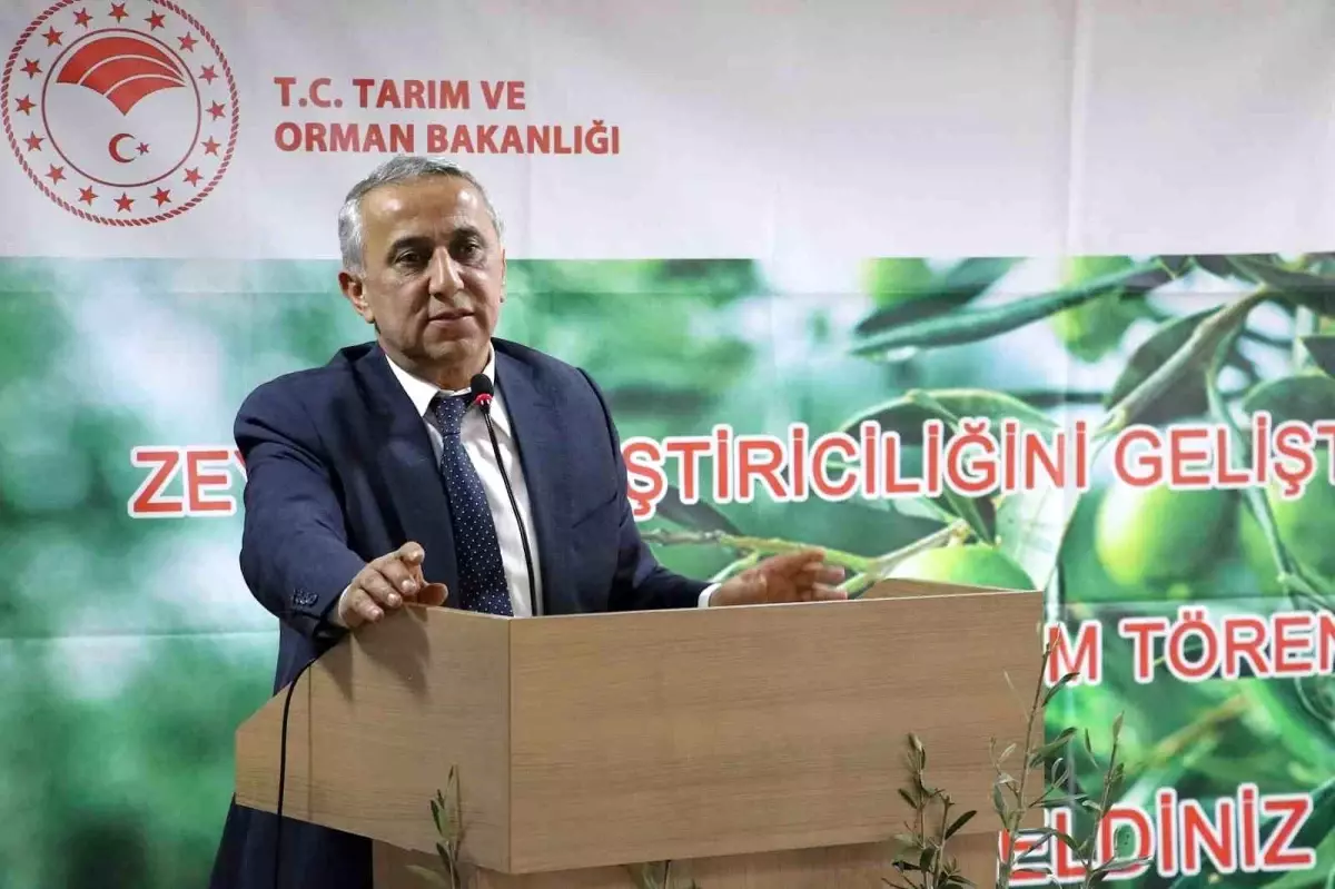 Samsun’da Zeytin Üretimi Artacak