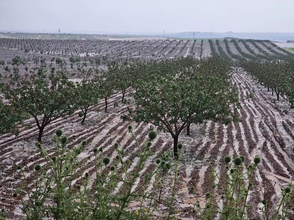 Şanlıurfa’da Dolu Tarım Alanlarına Ziyan Verdi