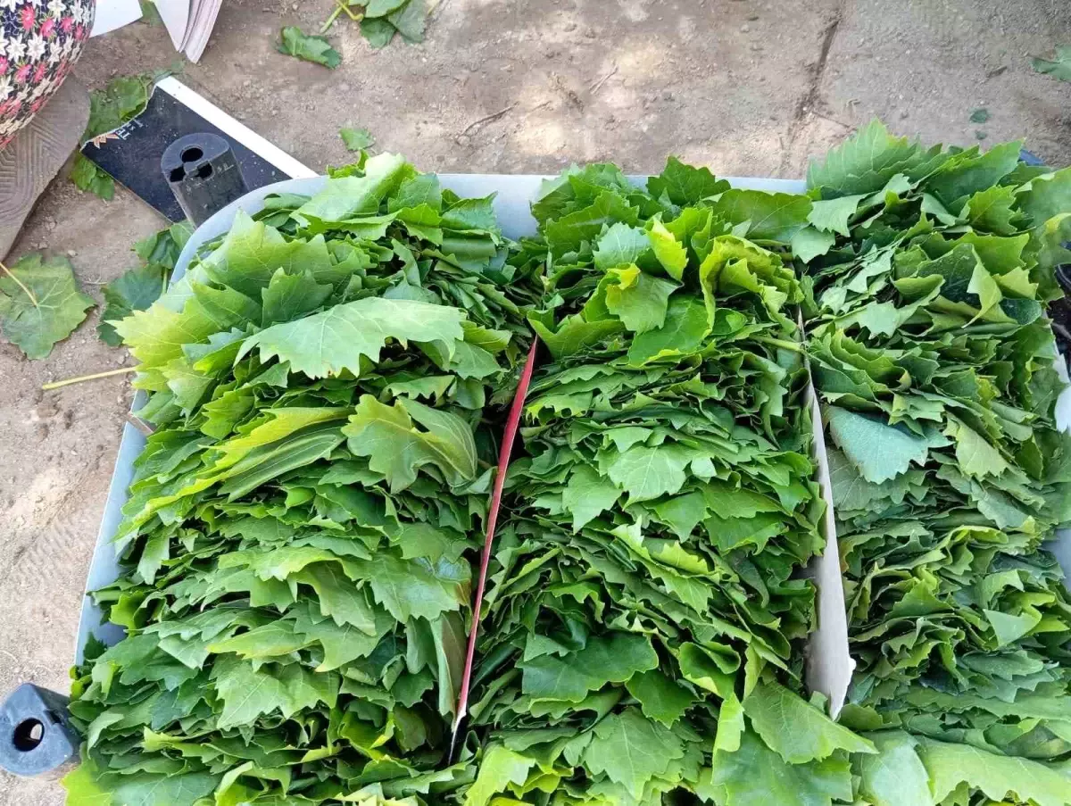 Sarıgöl’de Bağ Yaprağı Dönemi Başladı