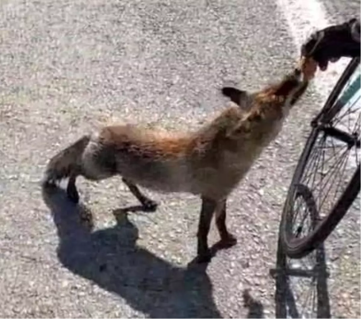 Tarihi yarımadanın maskotu olan tilki, atletin elinden beslendi