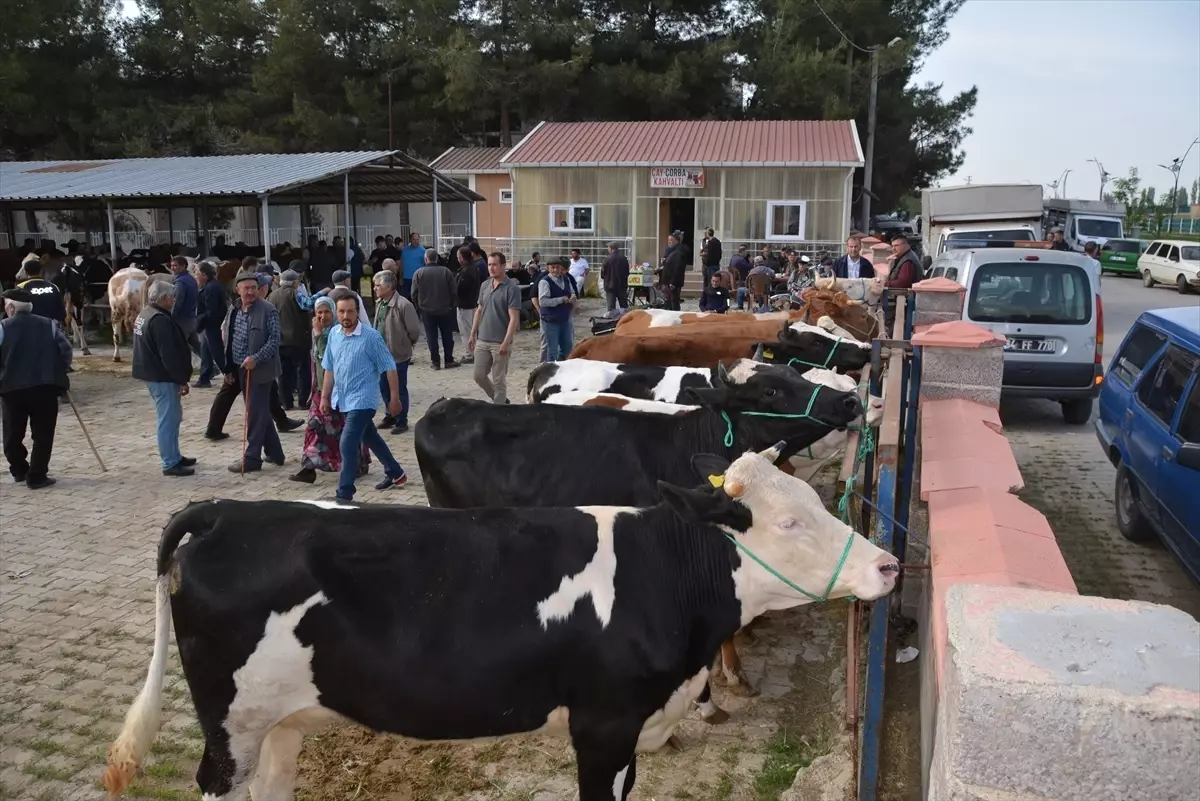 Uşak Banaz’da Hayvan Pazarı Tekrar Açıldı
