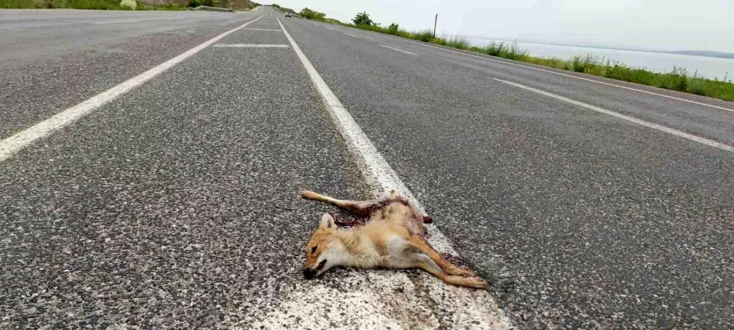 Van’da İki Tilki Araç Çarpmasıyla Hayatını Kaybetti