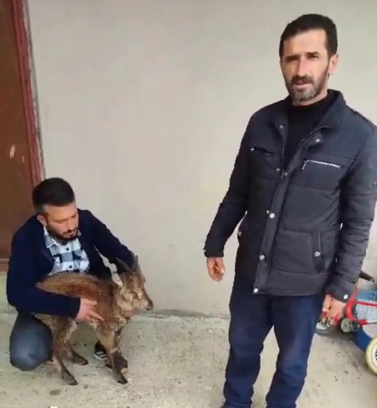 Yaralı Yaban Keçisi Kurtarıldı