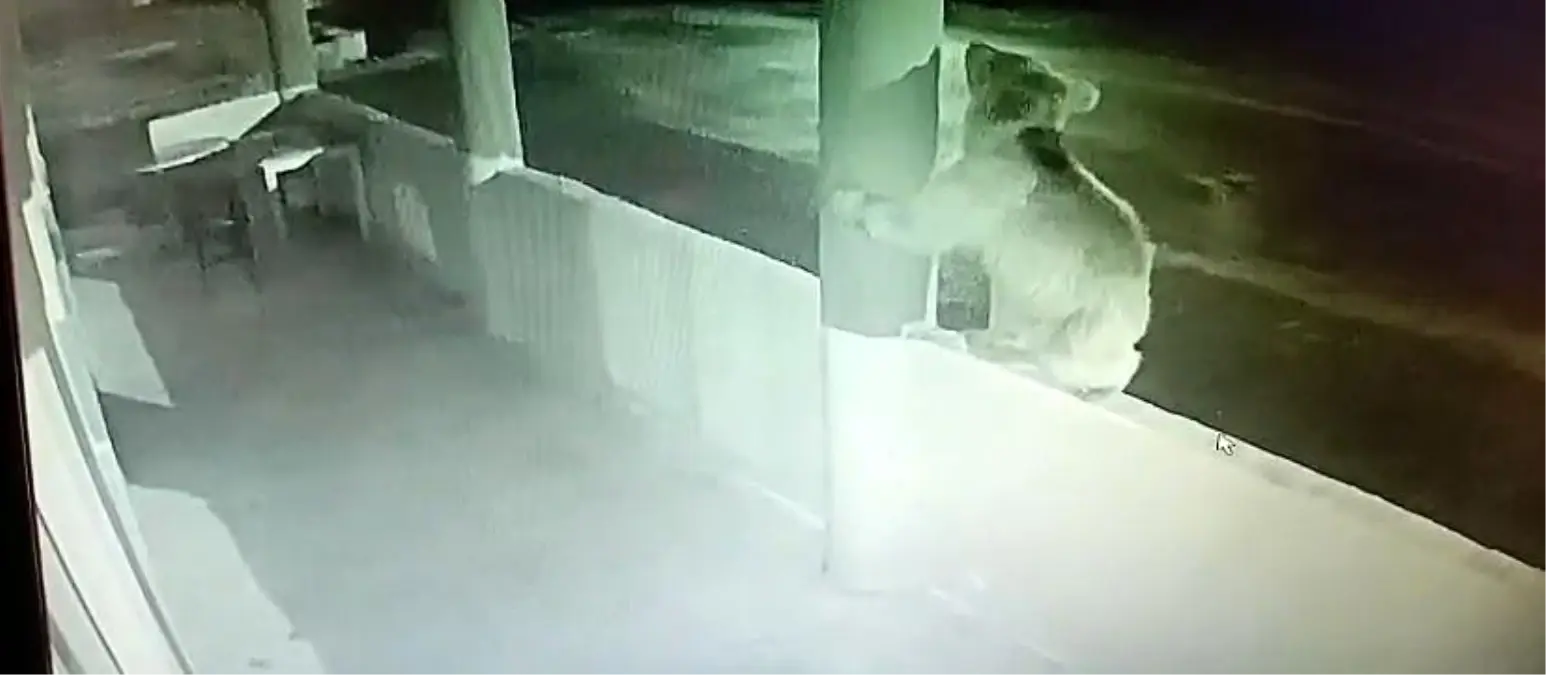 Yavru Ayı Alabalık Lokantasını Bastı
