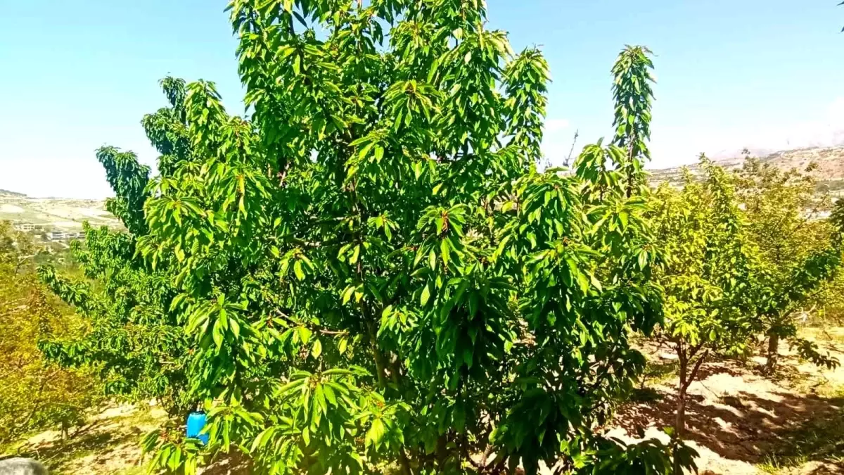 Yeşilyurt’ta Kiraz Yaprağı Umut Oldu