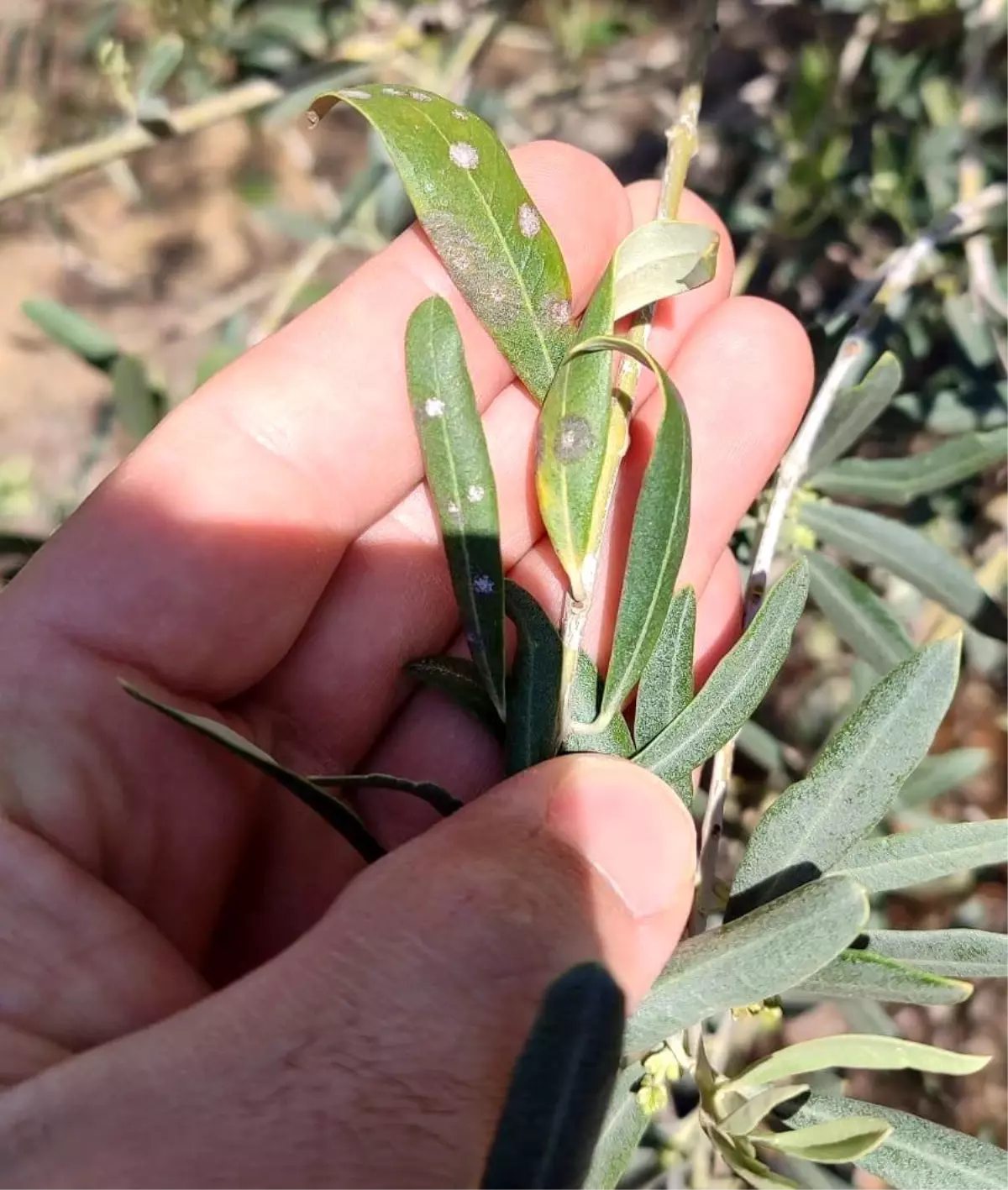 Zeytin Üreticilerine Hastalık Uyarısı