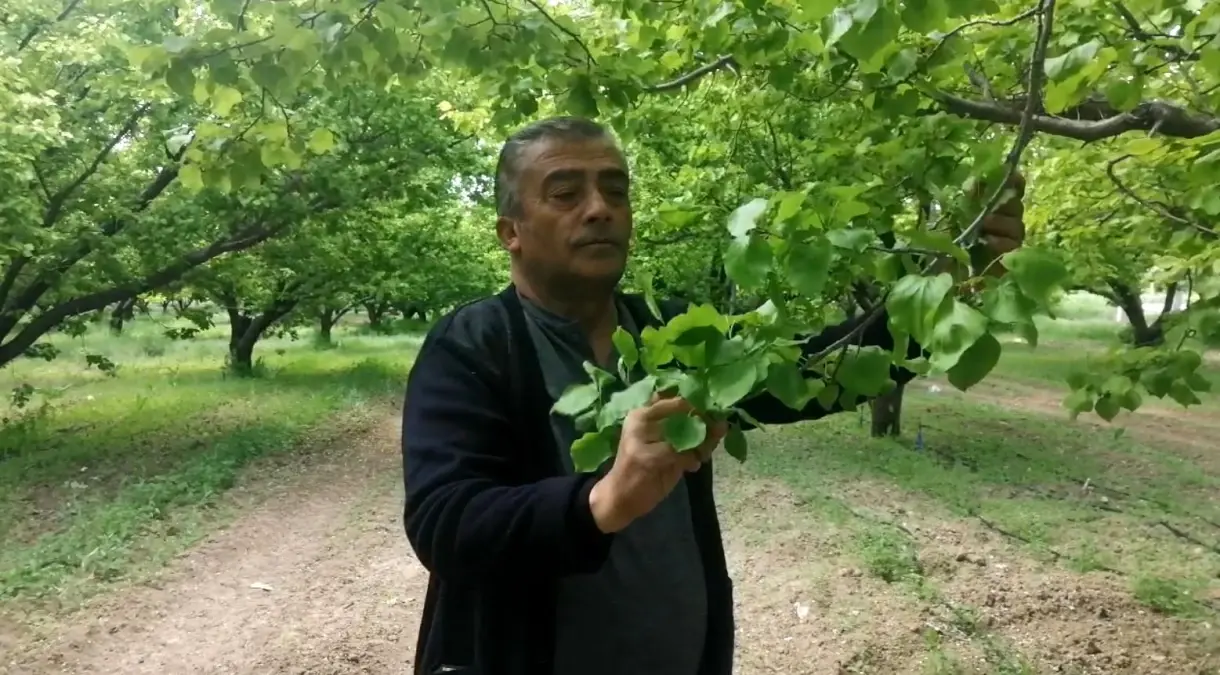 Zirai Don, Kayısı Üreticilerini Vurdu